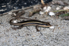 Trachylepis striata