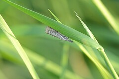 Chrysoteuchia culmella