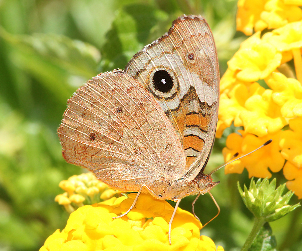 common-buckeye-acadia-national-park-butterfly-guide-inaturalist