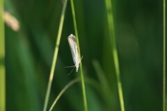 Chrysoteuchia culmella