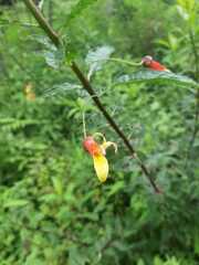 Lobelia laxiflora