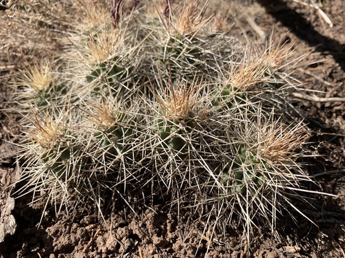 Echinocereus triglochidiatus