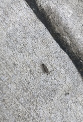 Selenophorus