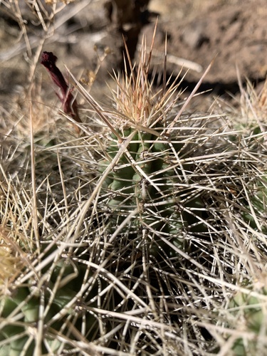 Echinocereus triglochidiatus
