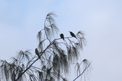 Merops superciliosus