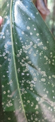 Cephaleuros virescens