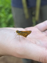 Oriens augustula