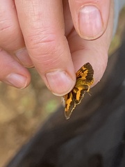 Oriens augustula