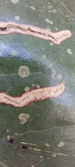 Cephaleuros virescens