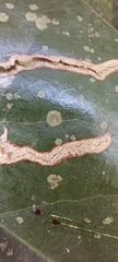Cephaleuros virescens