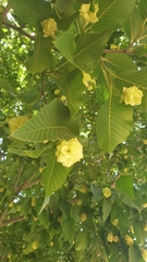Ostrya carpinifolia