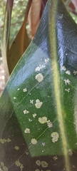 Cephaleuros virescens