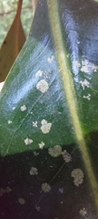 Cephaleuros virescens