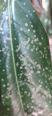 Cephaleuros virescens