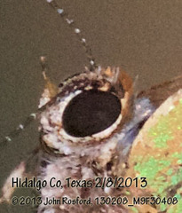 Cyanophrys miserabilis