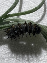 Vanessa virginiensis