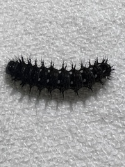 Vanessa virginiensis