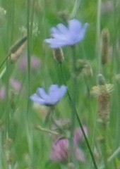 Cichorium intybus
