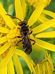 Nomada