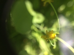 Ranunculus alismifolius