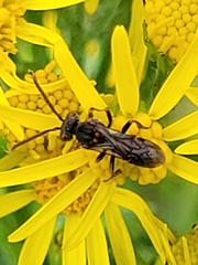 Nomada