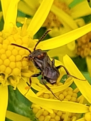 Nomada
