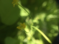 Ranunculus alismifolius
