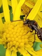 Nomada