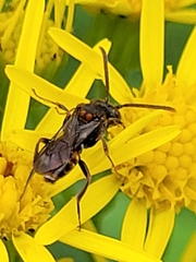 Nomada