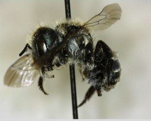 iNaturalist observation photo of Mason Bees