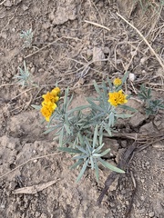 Picradeniopsis oppositifolia