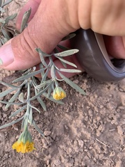 Picradeniopsis oppositifolia