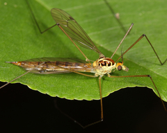 Nephrotoma virescens