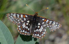 Euphydryas anicia bernadetta