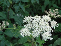 Heracleum sphondylium