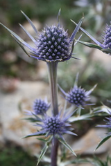 Eryngium bourgatii