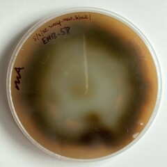 Aureobasidium leucospermi