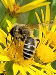 Andrena