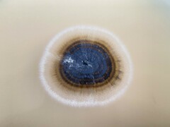 Aureobasidium leucospermi