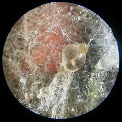 Aureobasidium leucospermi