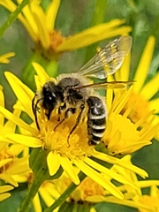 Andrena