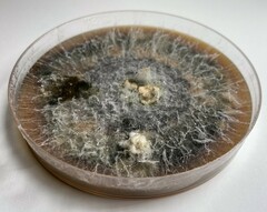 Aureobasidium leucospermi