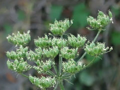 Heracleum sphondylium