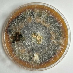 Aureobasidium leucospermi