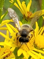 Andrena