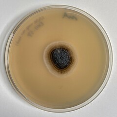 Aureobasidium leucospermi