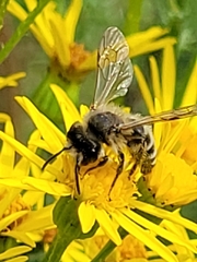 Andrena