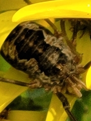 Phalangium opilio