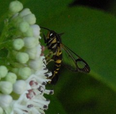 Synanthedon loranthi