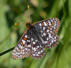 Euphydryas anicia bernadetta
